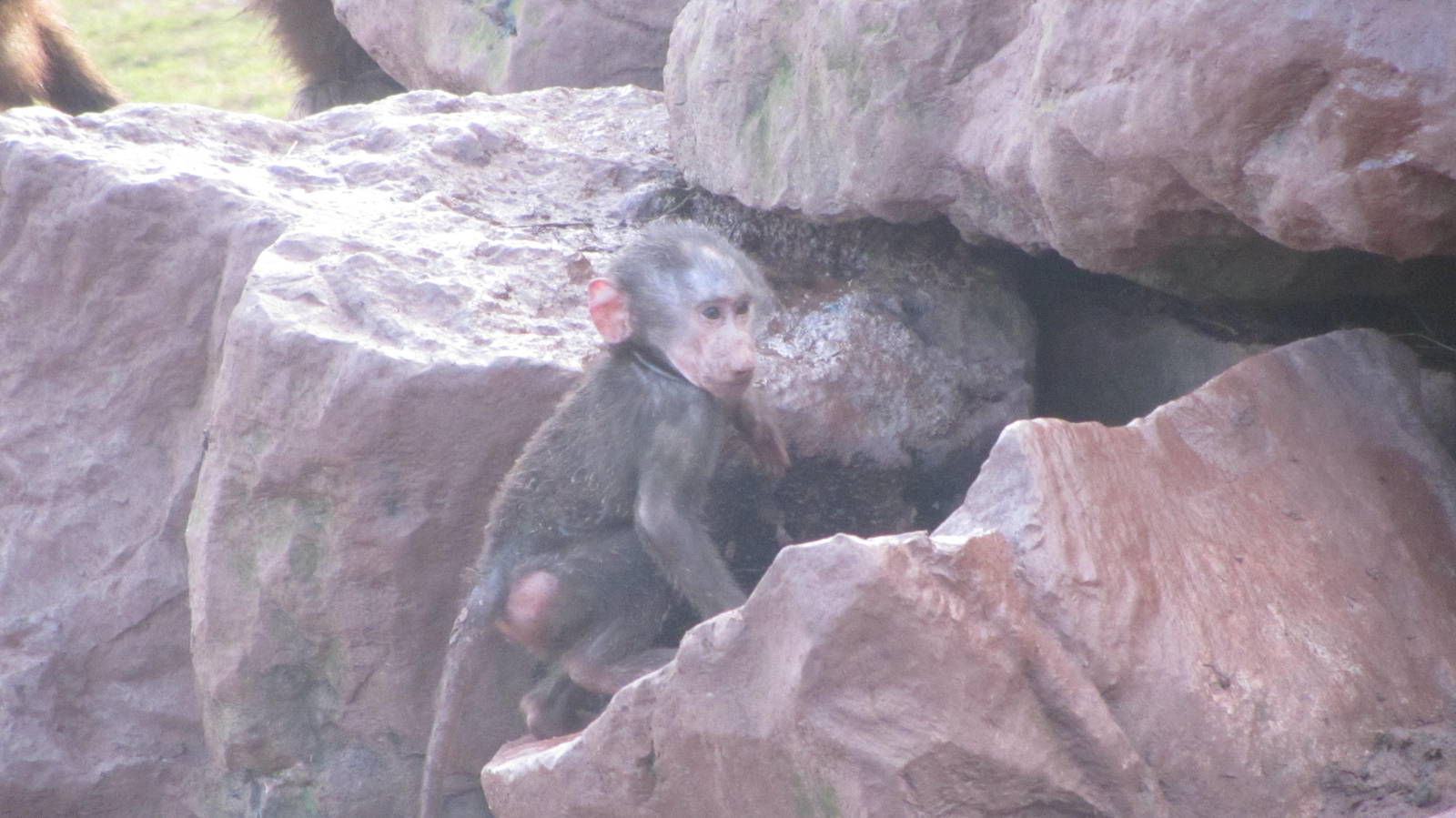 Baby Baboon