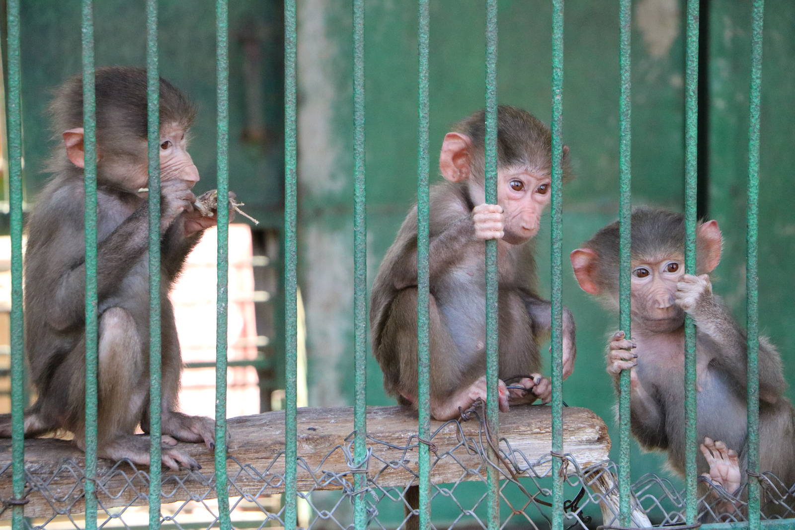 Baby baboons, February 2016