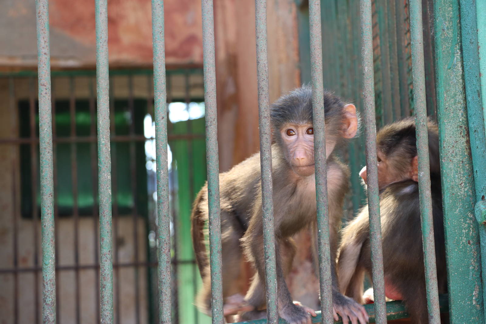 Baby baboons, October 2015