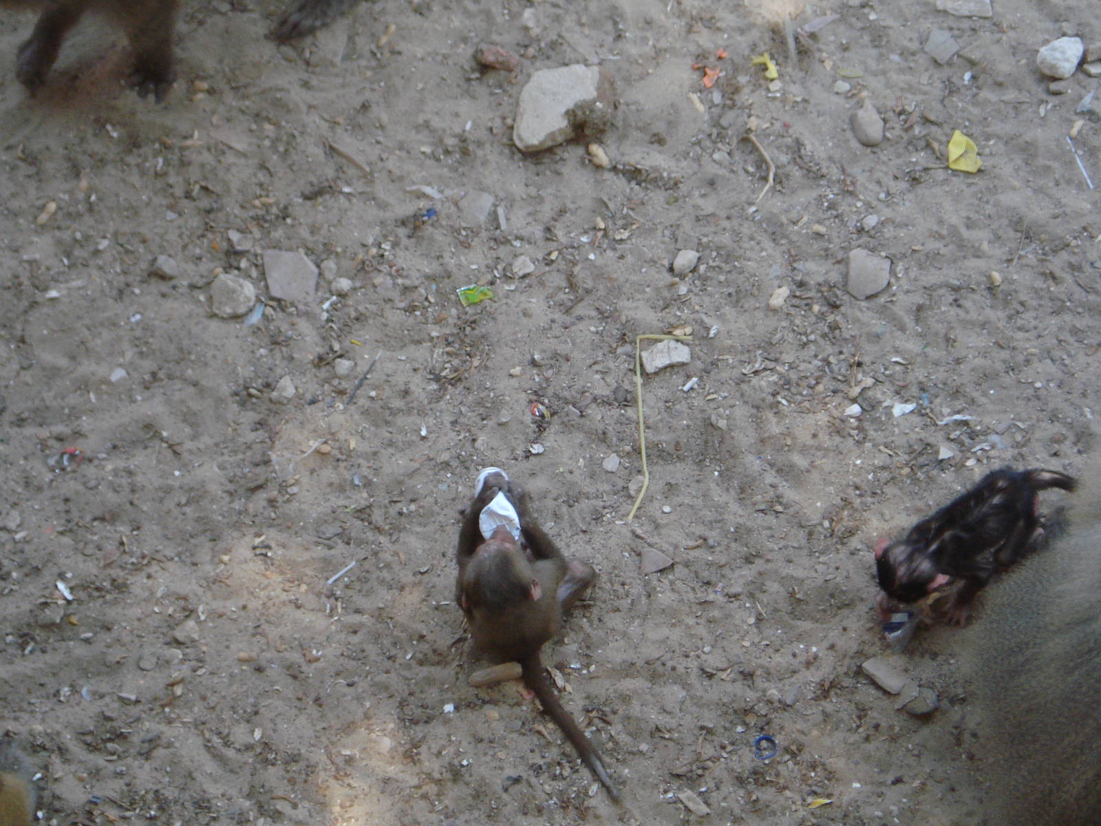 Baby baboons playing with rubbish