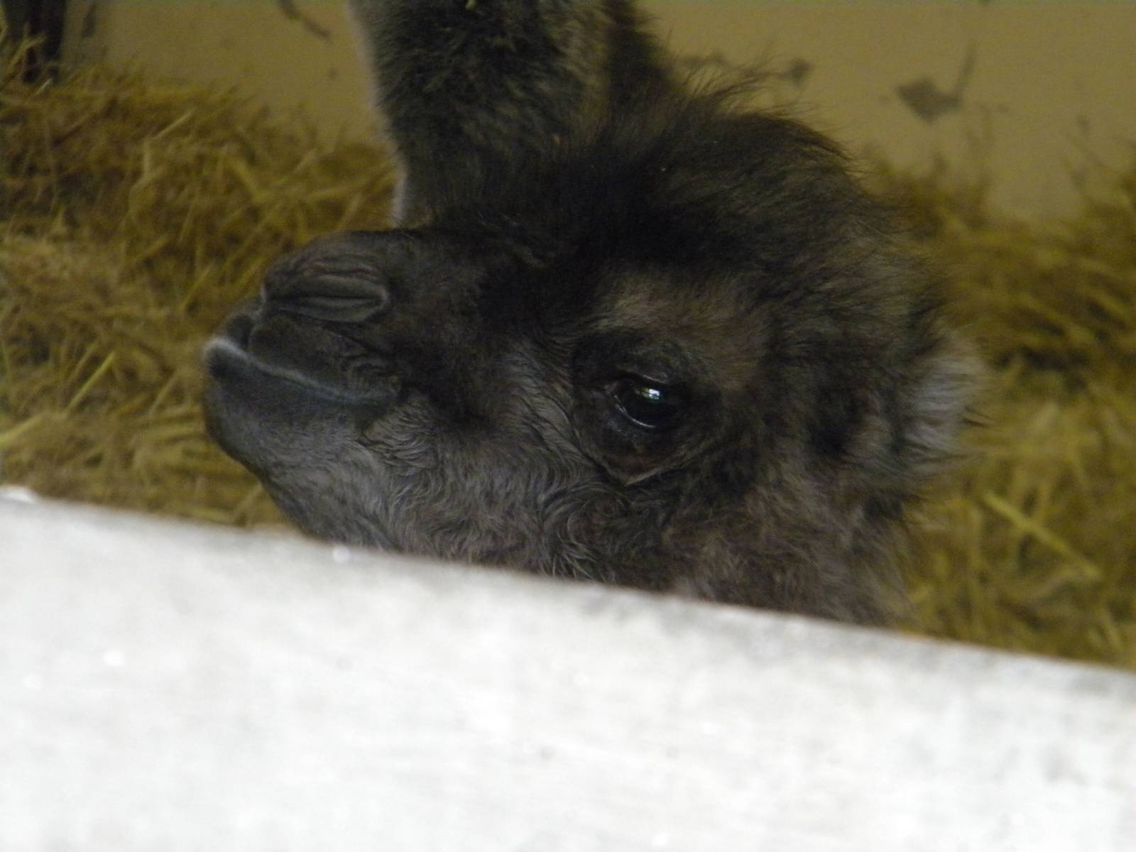Baby Bactrian Camel at Blackpool Zoo 14/05/11