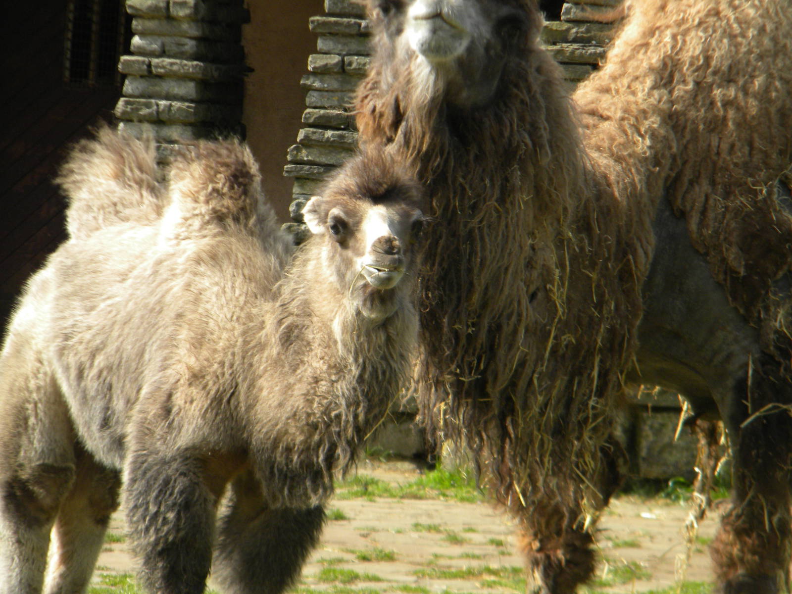 Baby Bactrian Camel at Blackpool Zoo 14/05/11