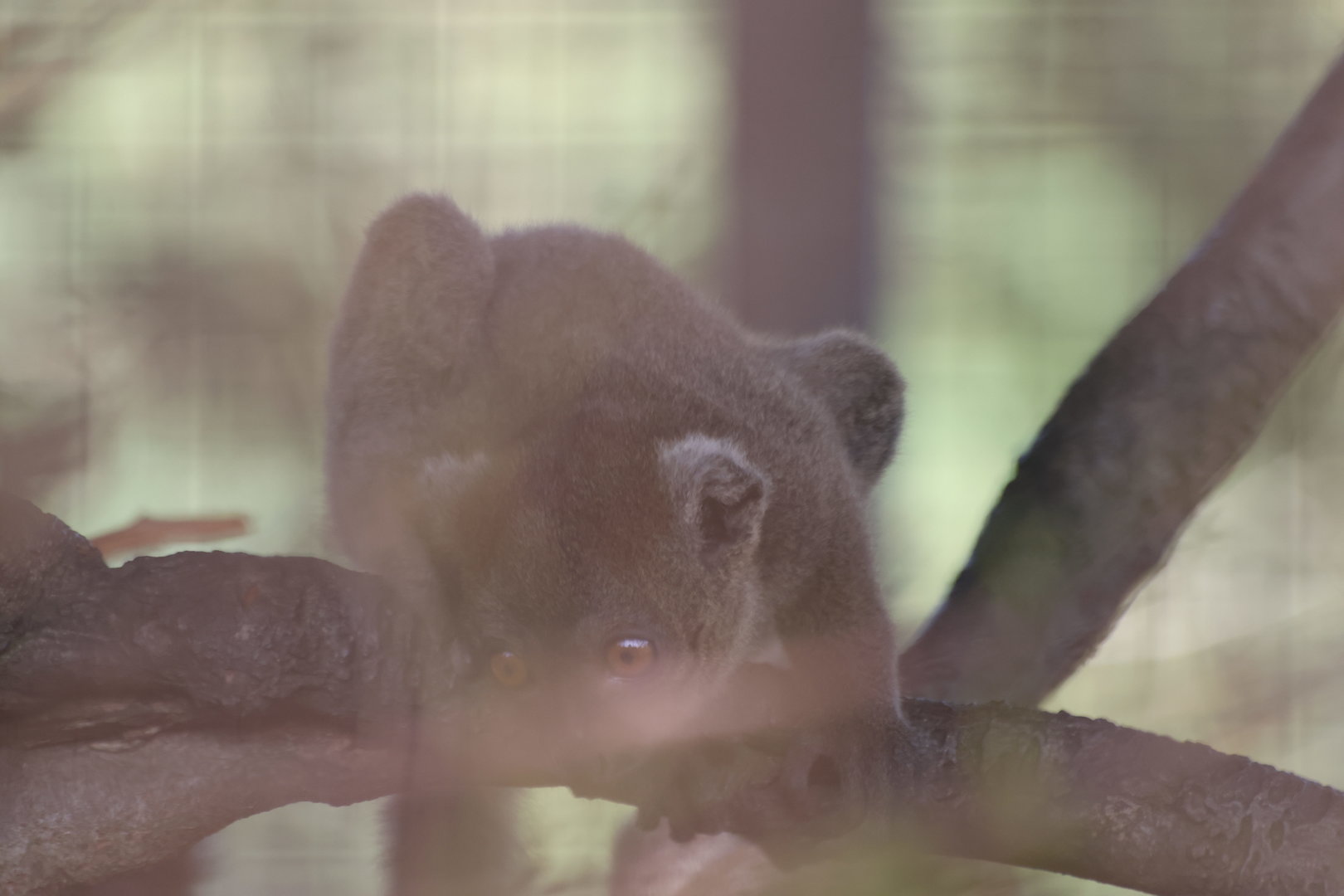Baby Bamboo Lemur