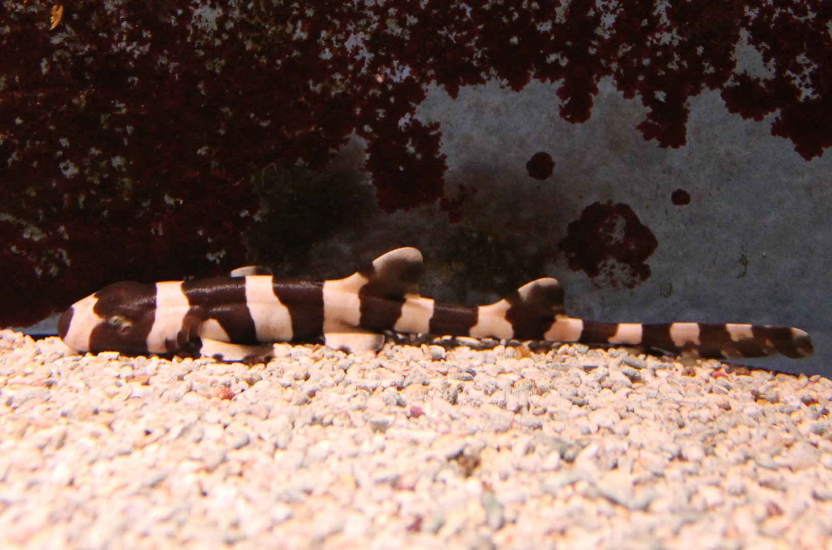 Baby Bamboo shark