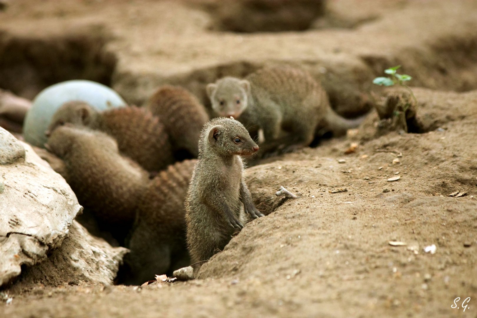 Baby banded mongoose