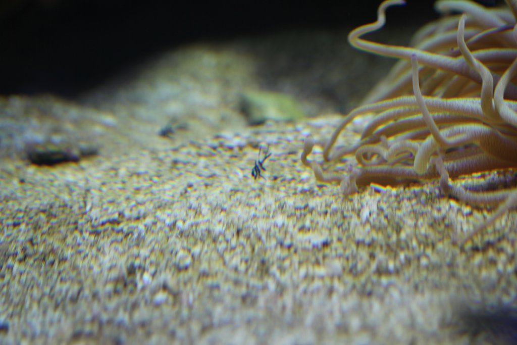 Baby Bangaii Cardinalfish