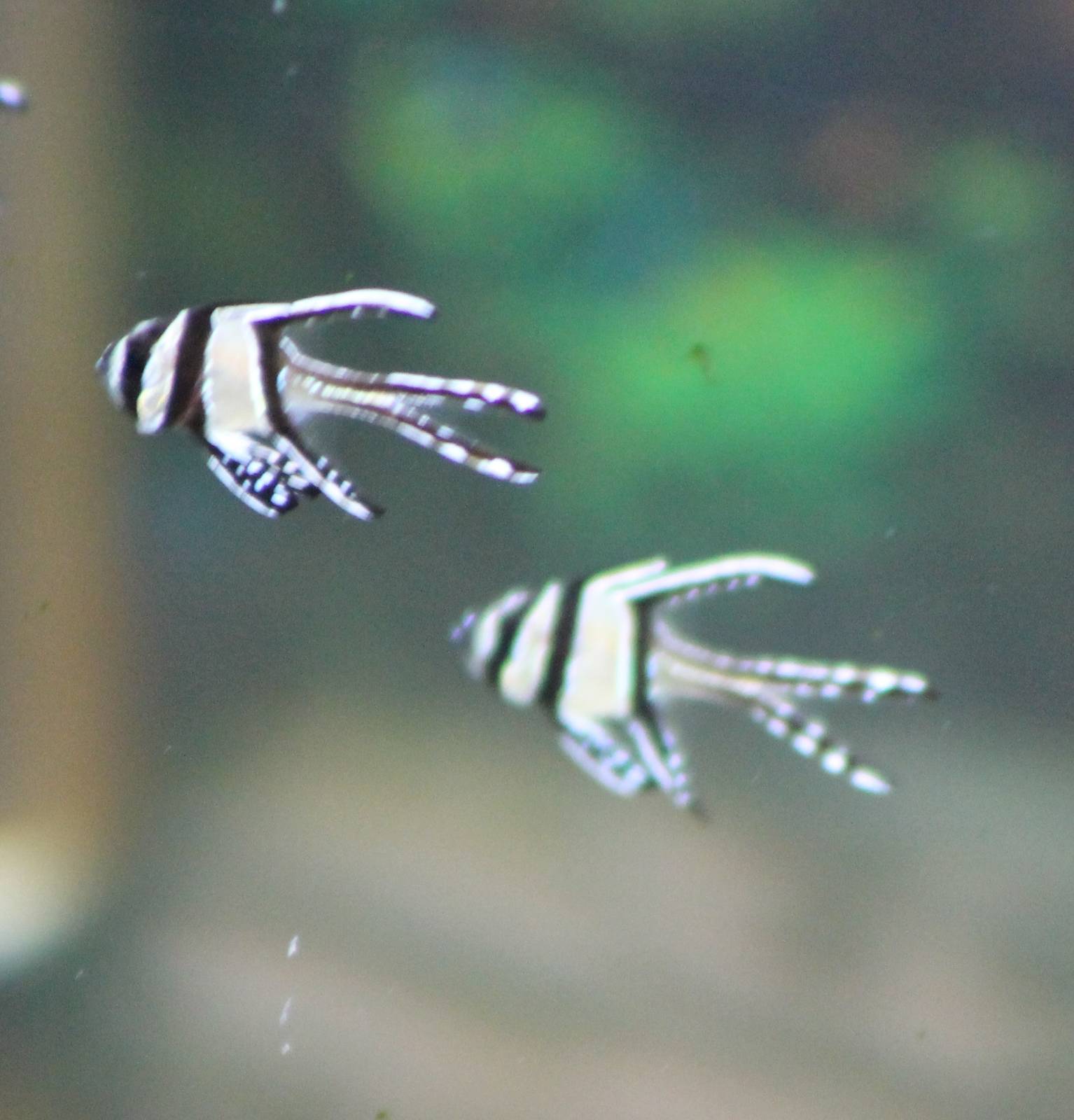 Baby Banggai Cardinalfishes
