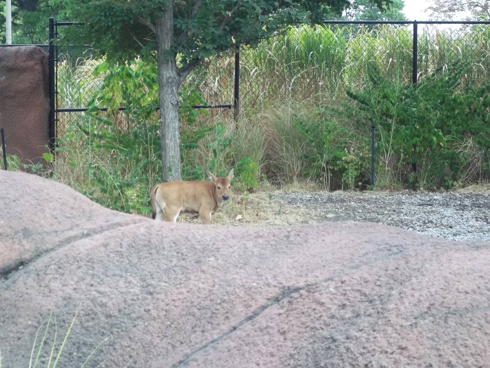 Baby Banteng (August 2012)