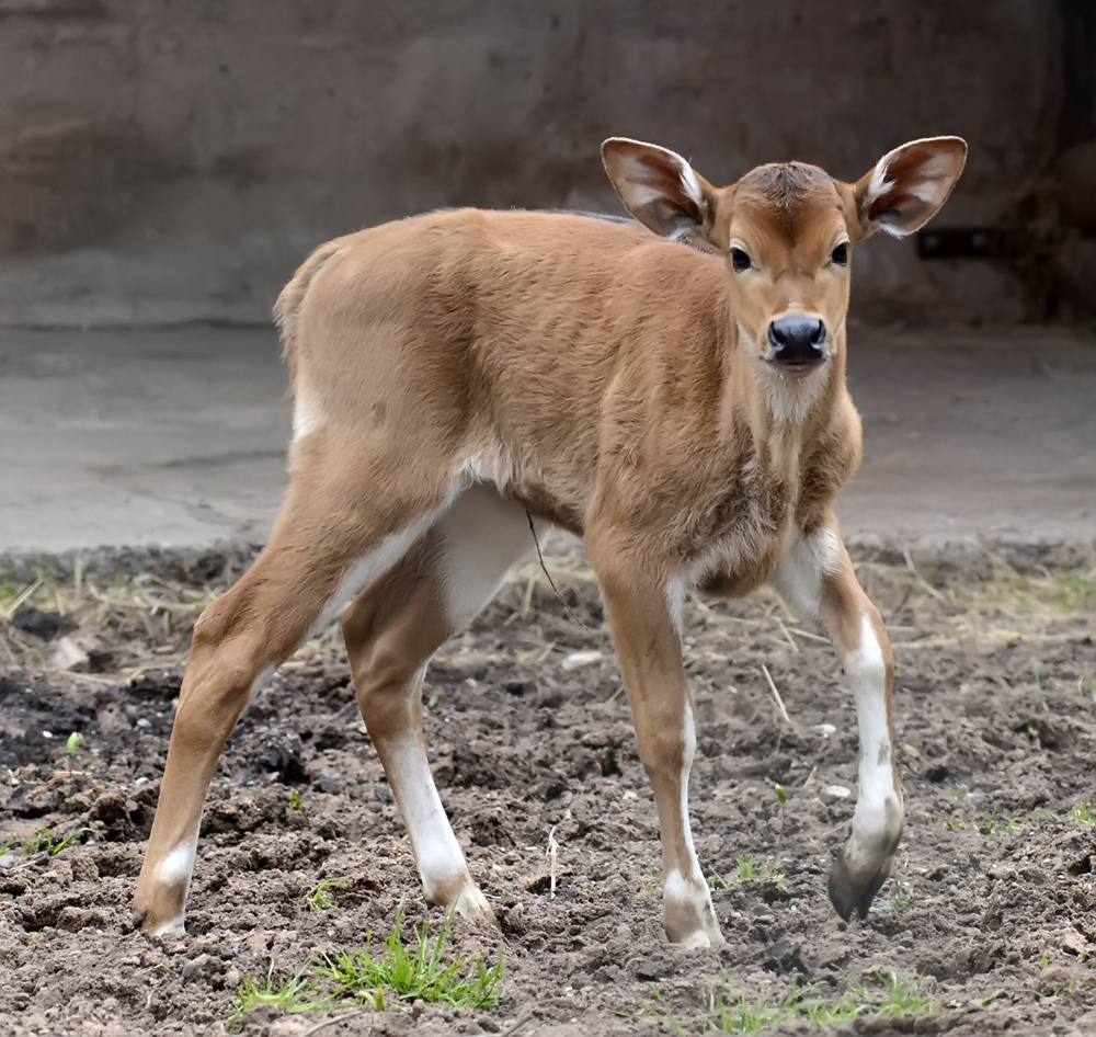 Baby Banteng