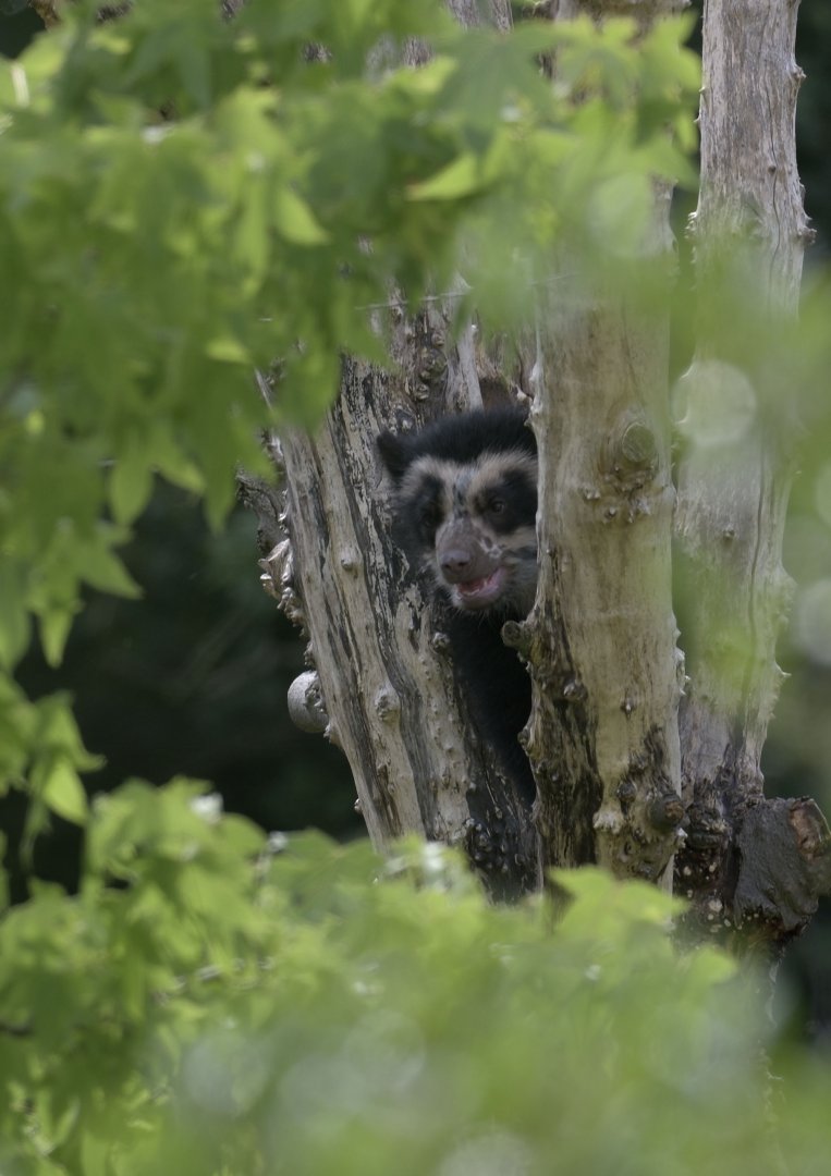 Baby bear 5th July 2017