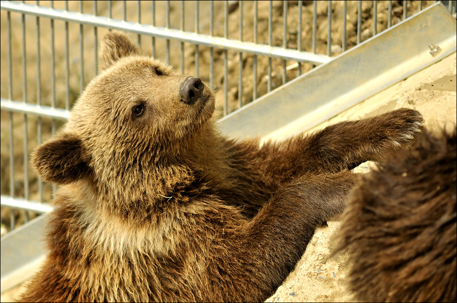 Baby bear at the bear pit