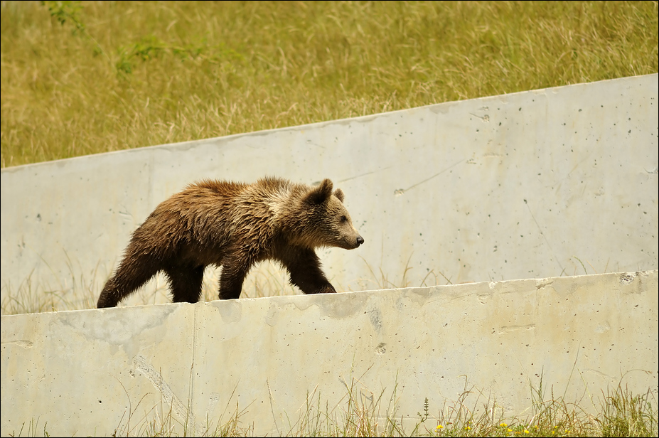 Baby bear at the bear pit