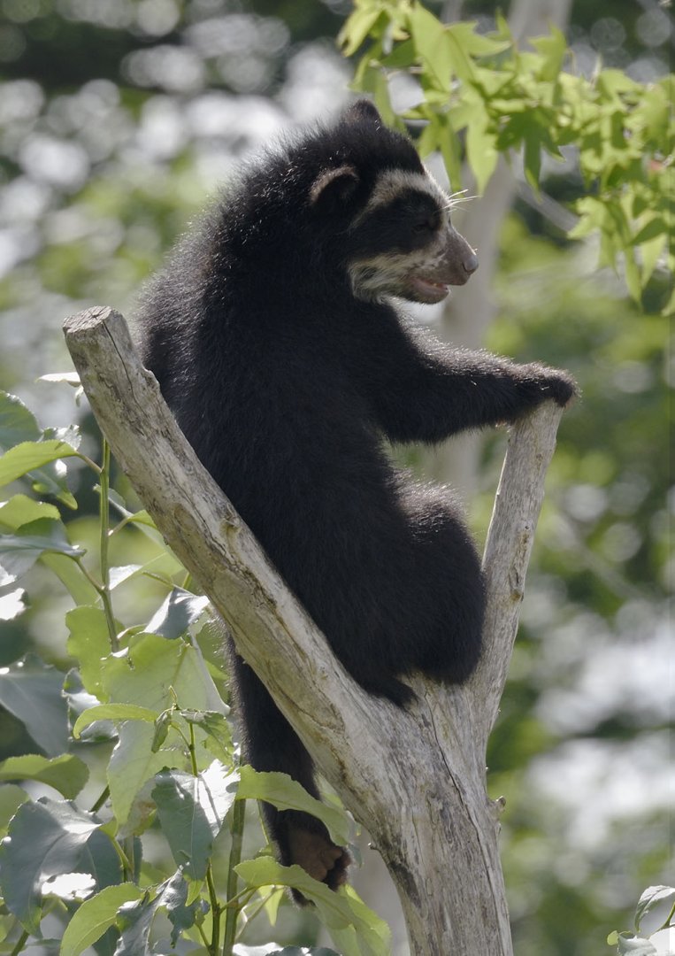 Baby bear comes closer
