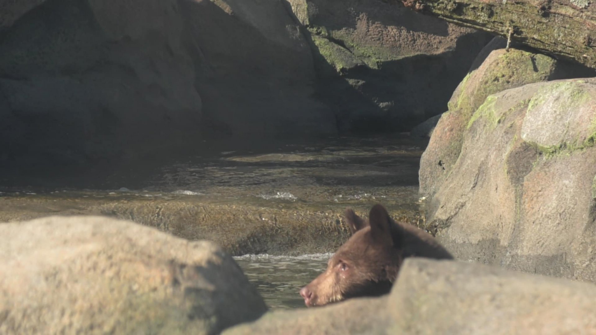 Baby bear goes swimming