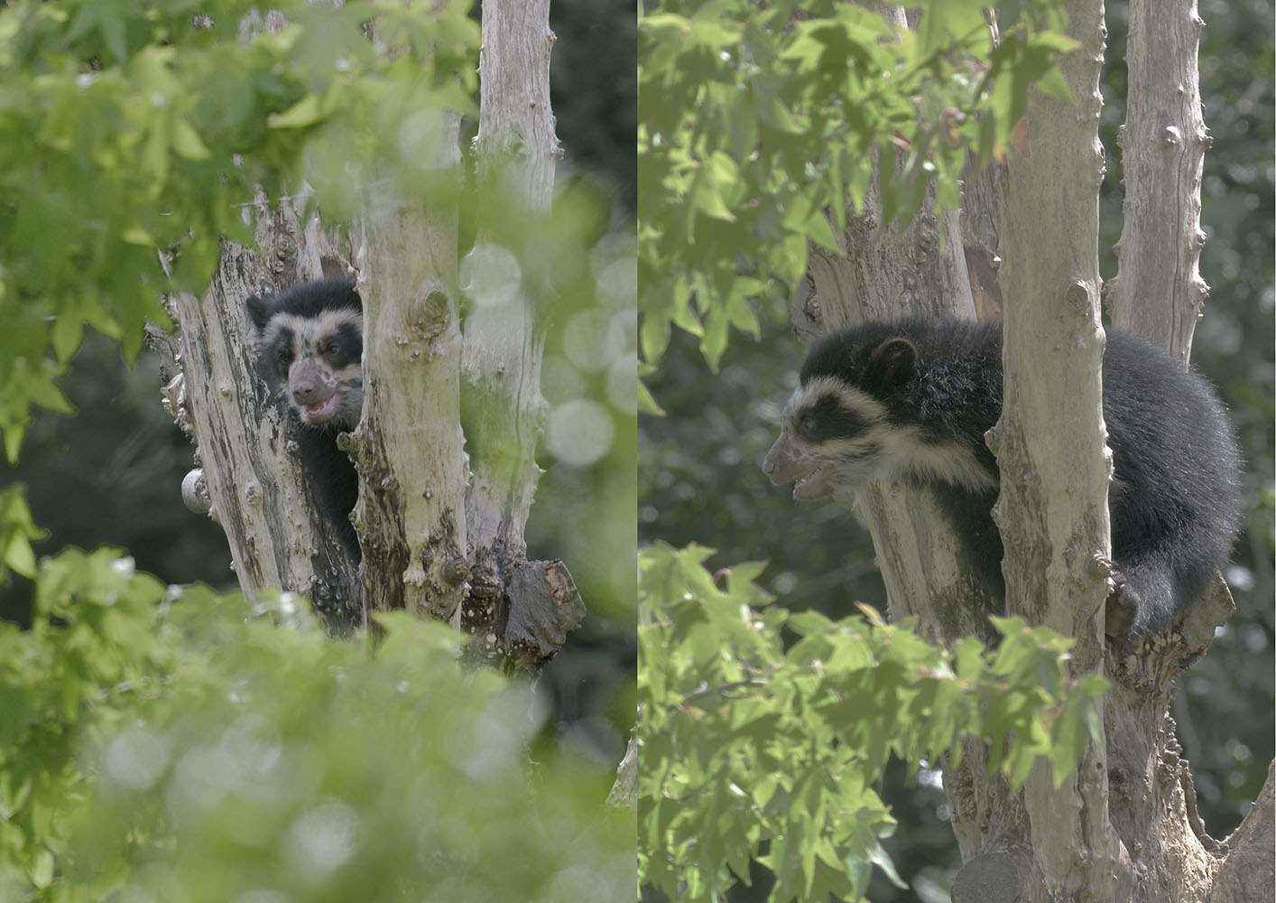 Baby Bear is growing up