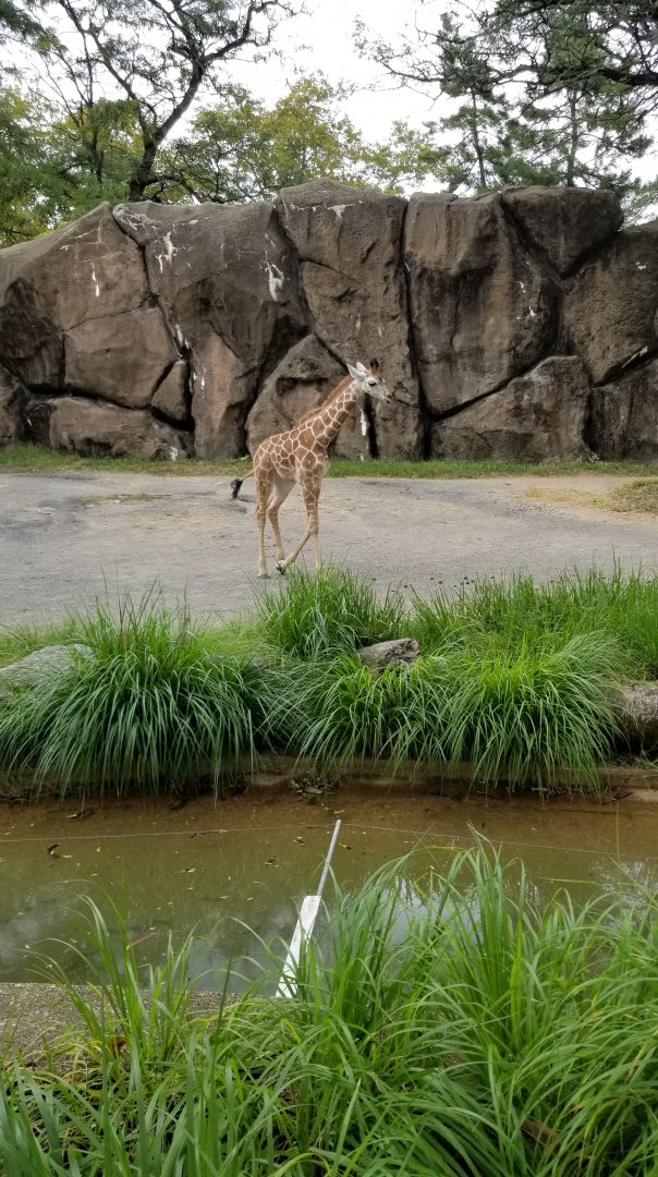 Baby Beau the giraffe