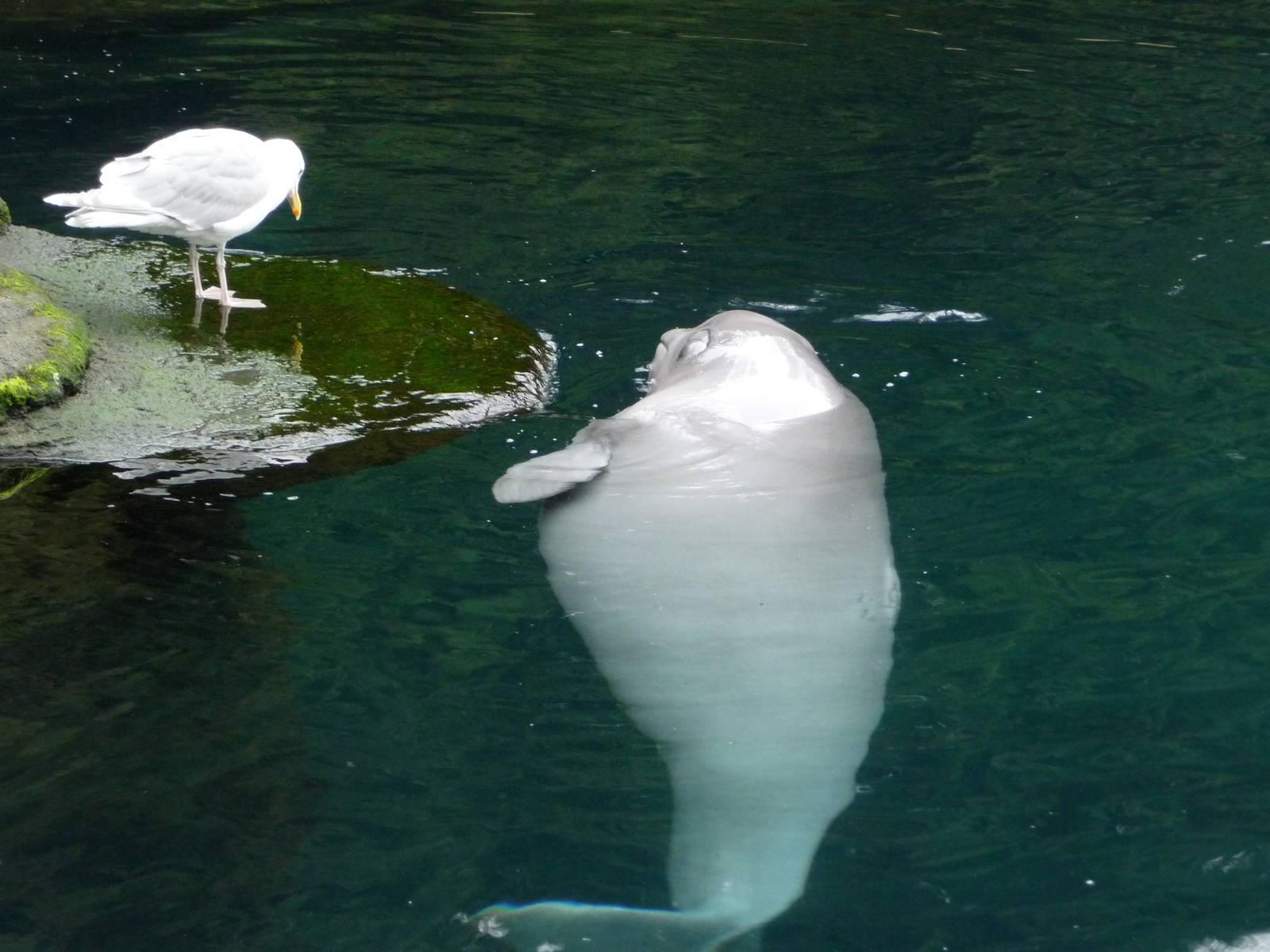 Baby Beluga and Seagull