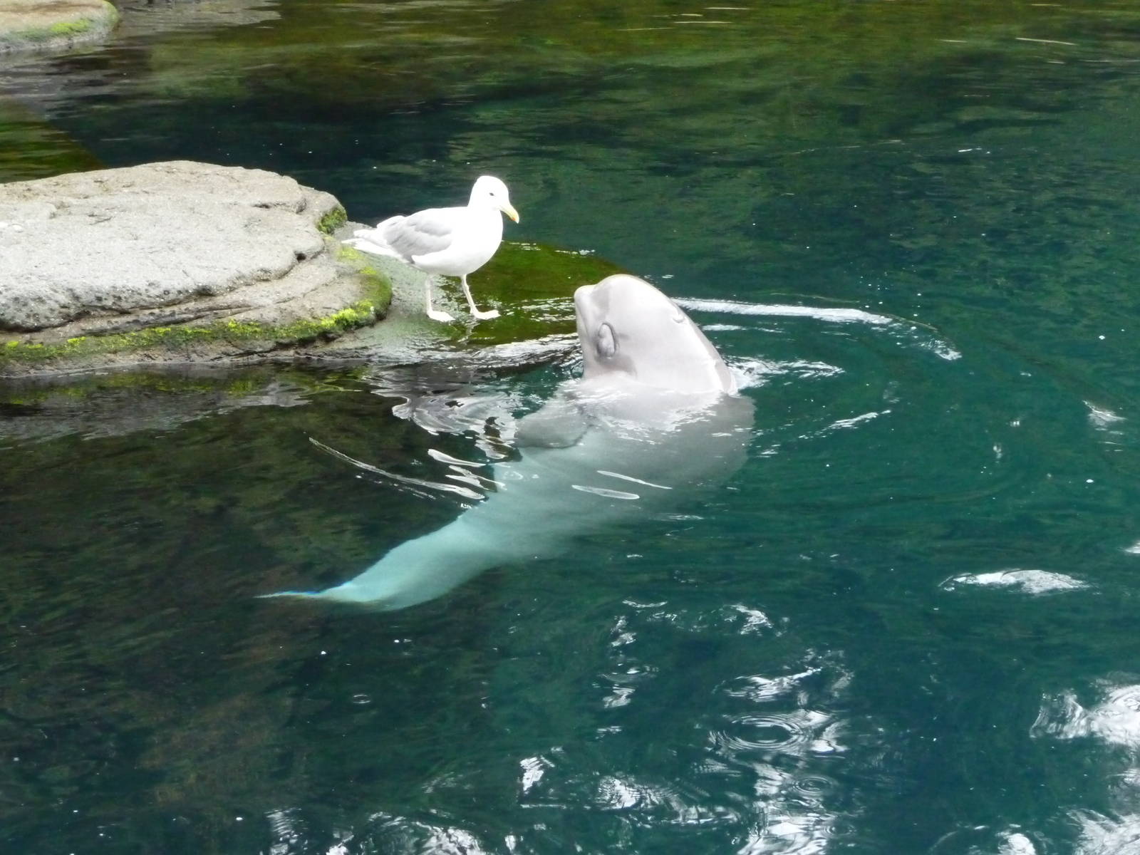 Baby Beluga and Seagull