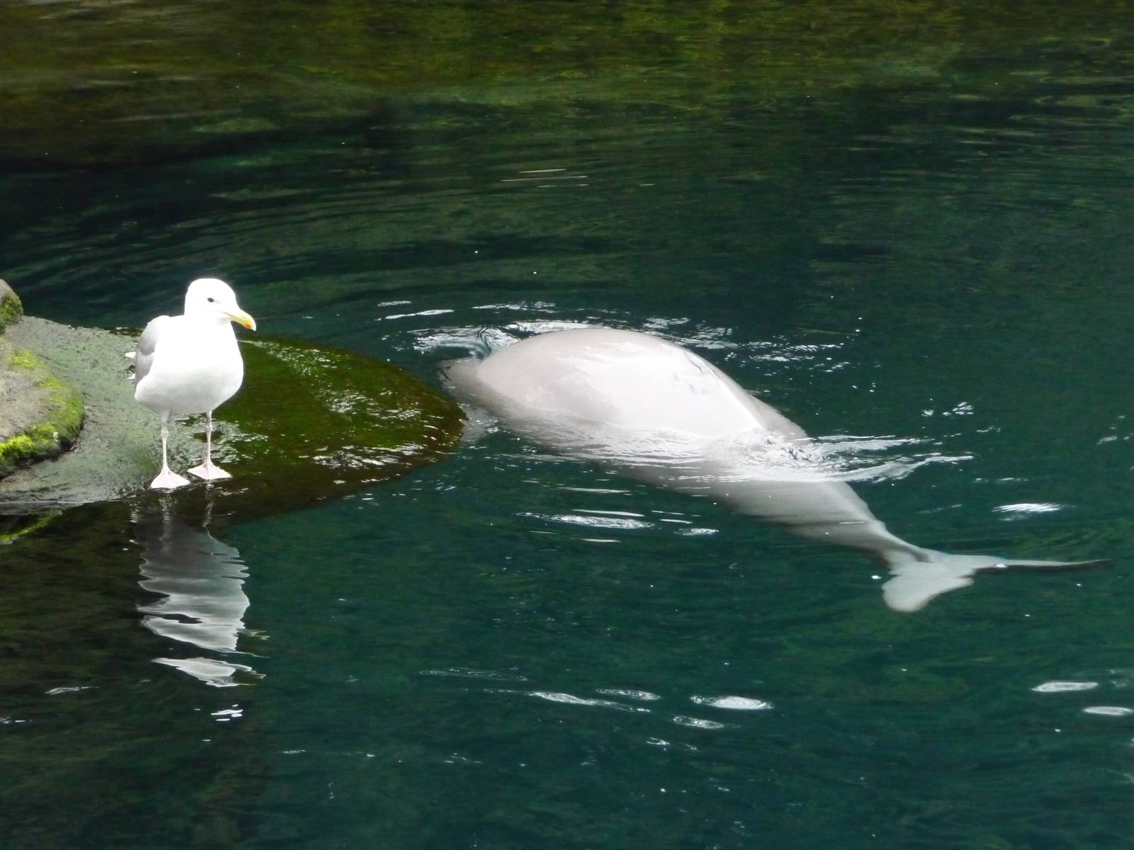 Baby Beluga and Seagull