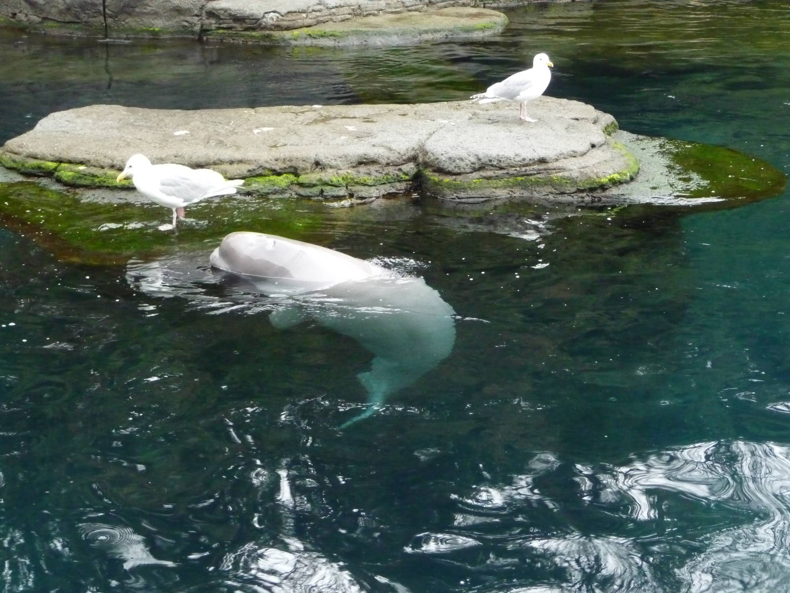 Baby Beluga and Seagulls