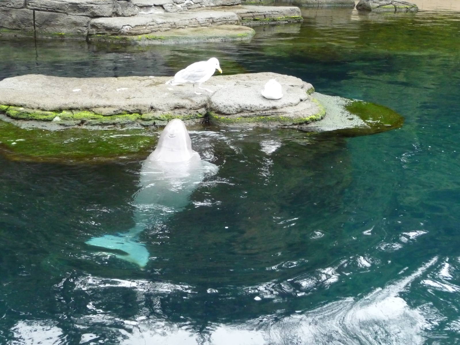 Baby Beluga and Seagulls