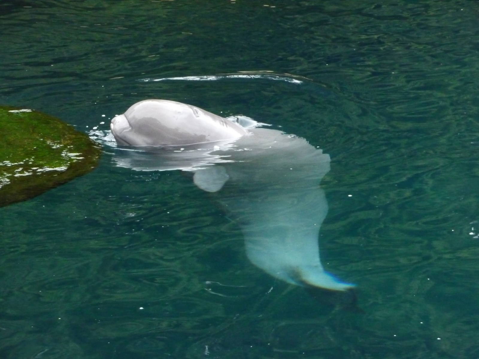 Baby Beluga