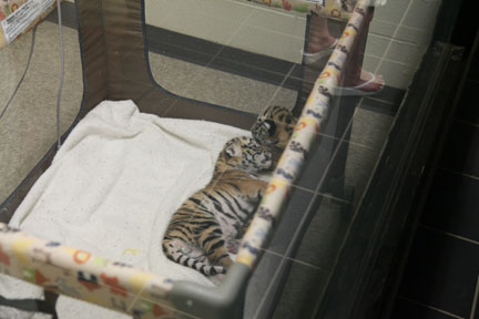 baby bengal (hybrid) tigers