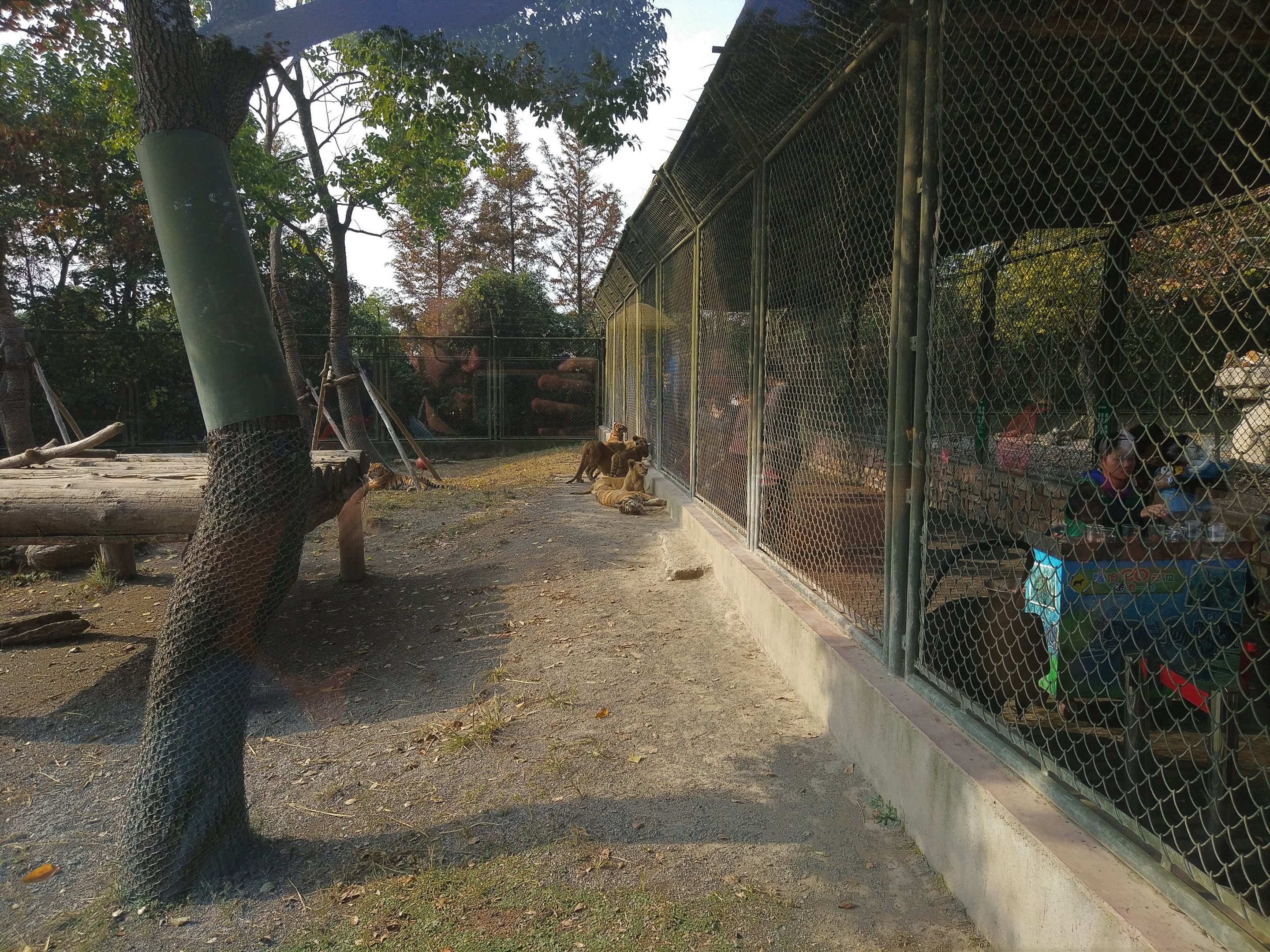 Baby Big Cat Feeding