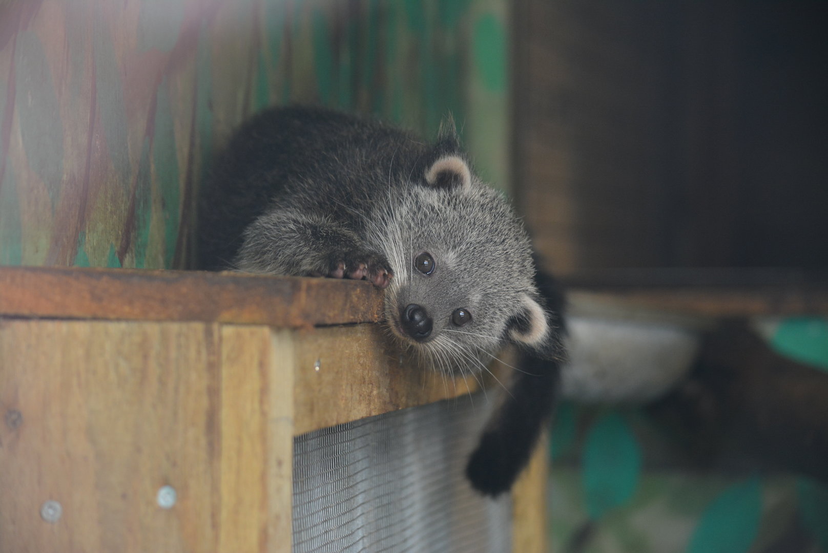 baby Binturong 11/11/2022