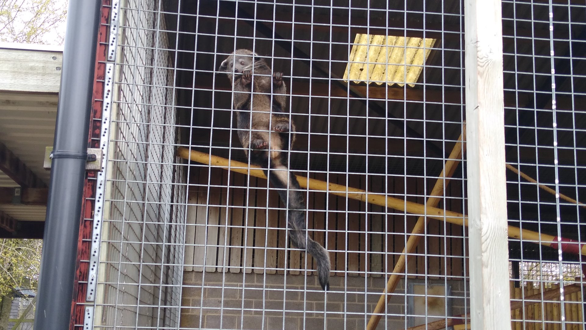 (baby) Binturong 26/03/2023