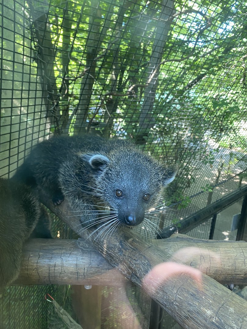 Baby Binturong 7-11-2023