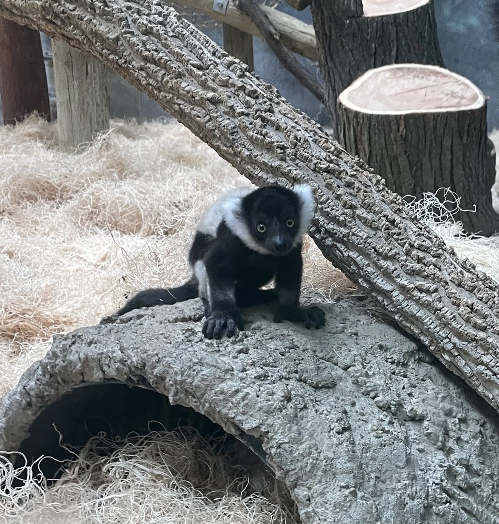 Baby Black-and-White Ruffed Lemur (6/4/23)