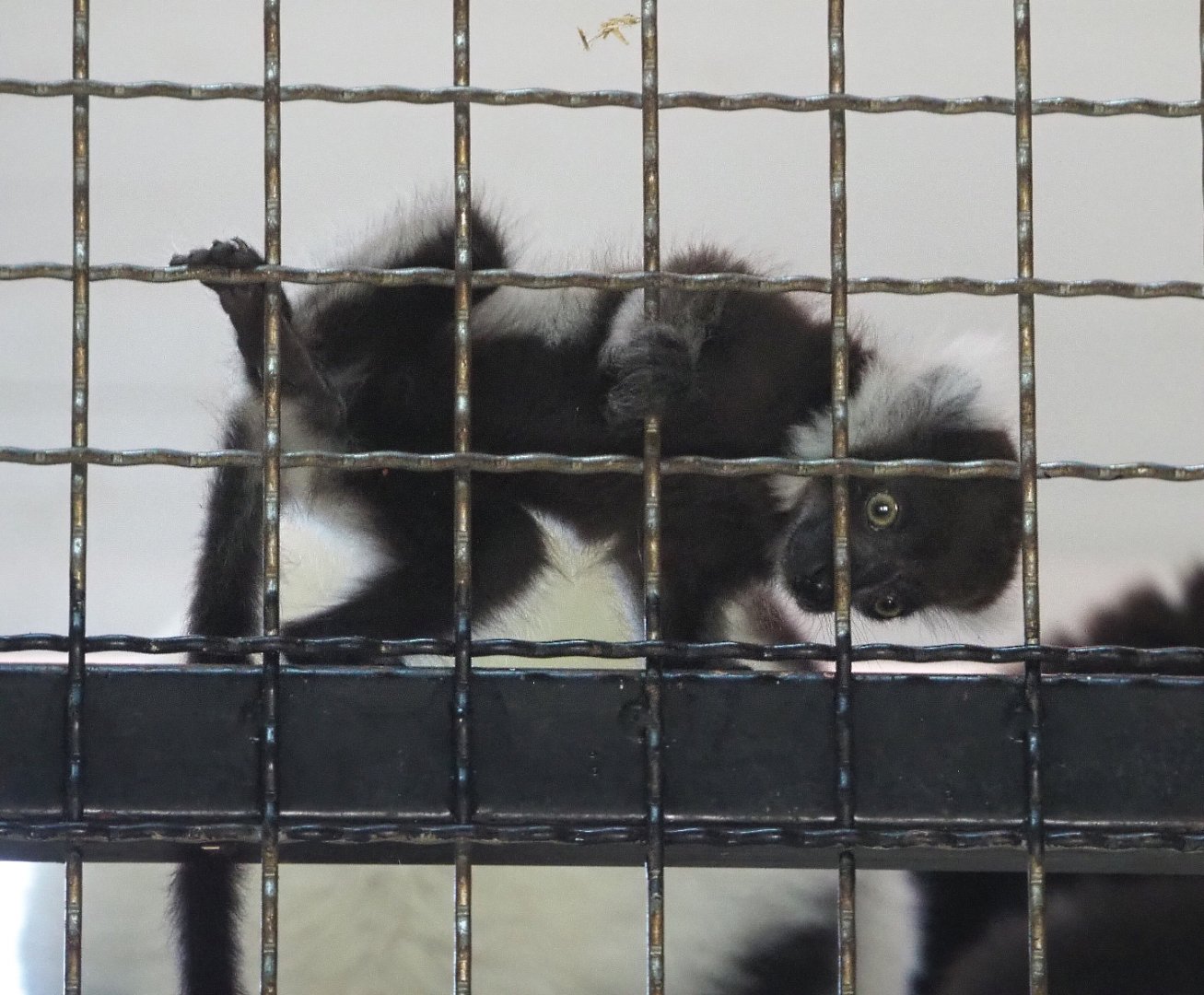 Baby Black-and-white ruffed lemur (Varecia variegata variegata), 2020-06-20