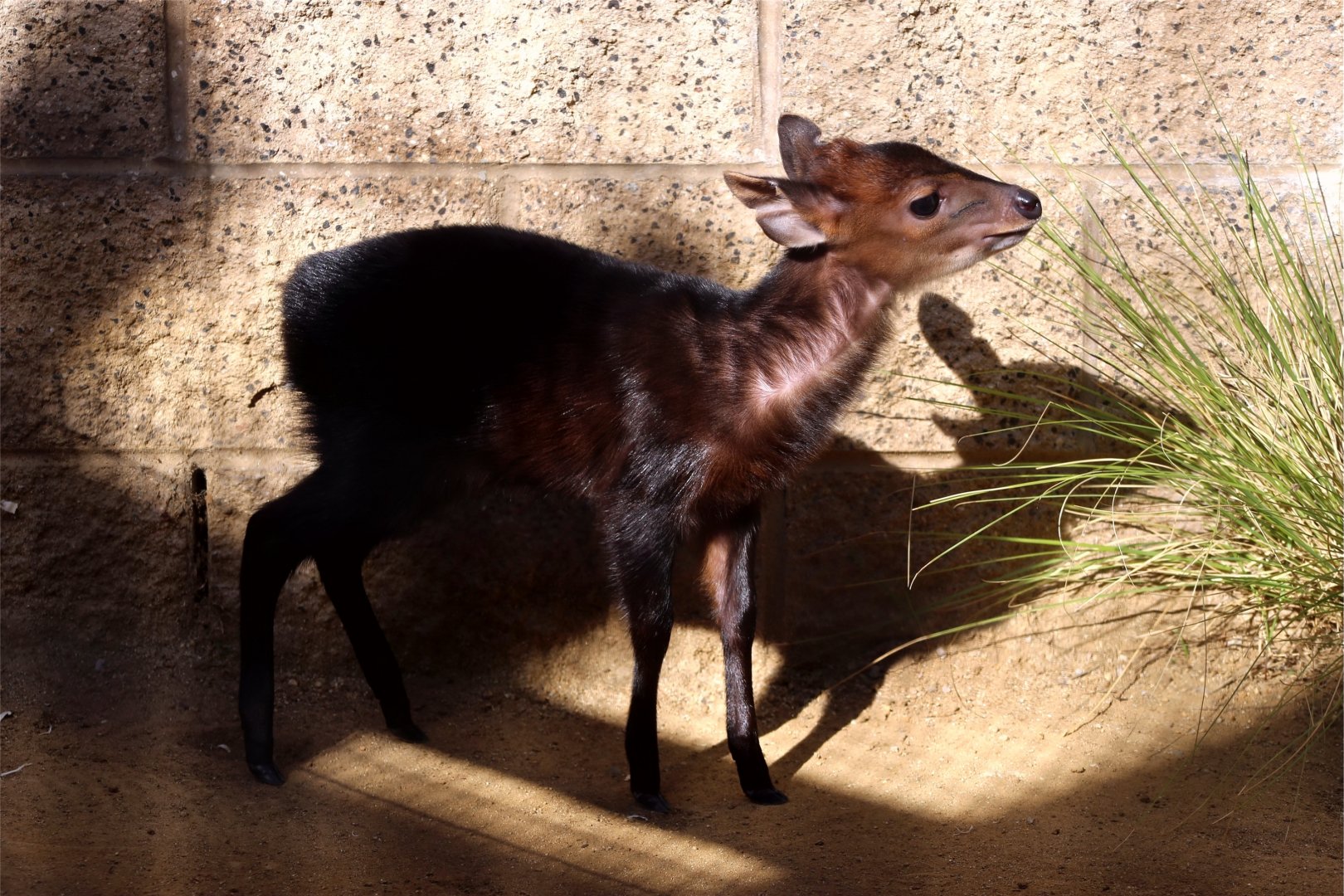 Baby black duiker