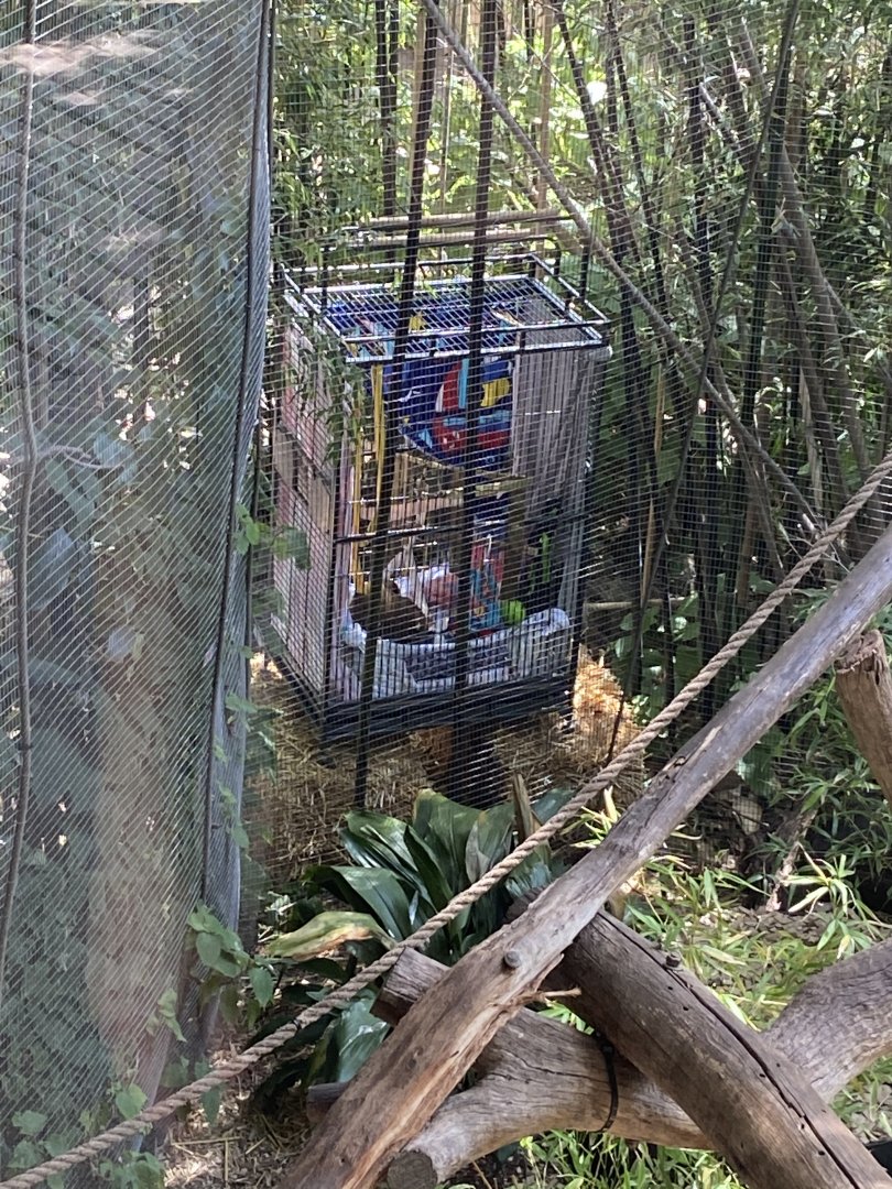 Baby Black Handed Spider Monkey in nearby cage