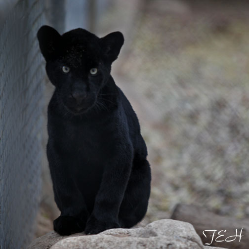 baby black jaguar
