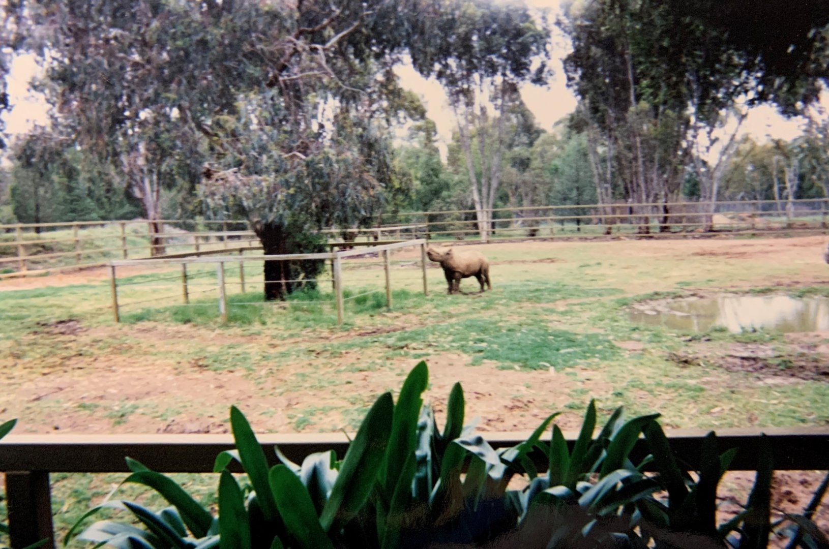 Baby Black Rhino (1990's)