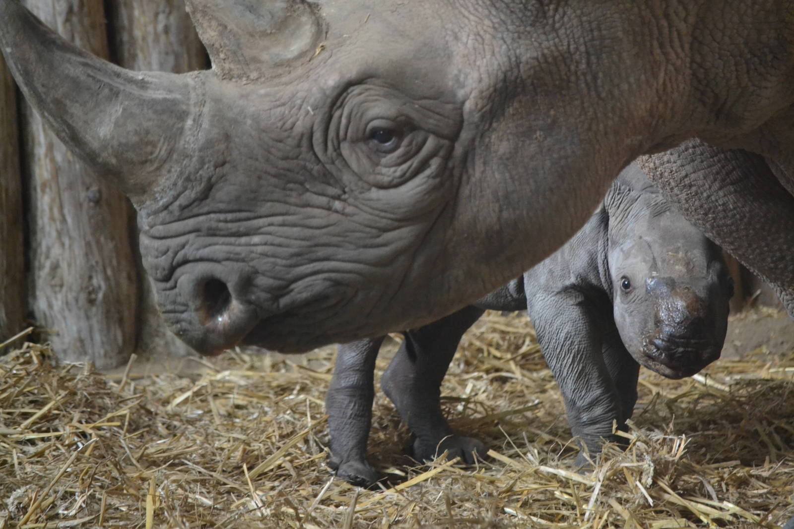 Baby black rhino Fara with mum Kitani.