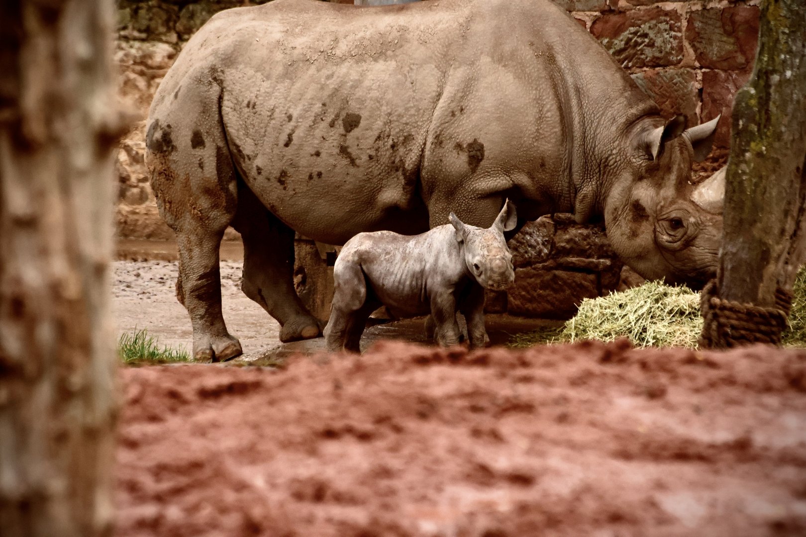 Baby Black Rhino & Mum
