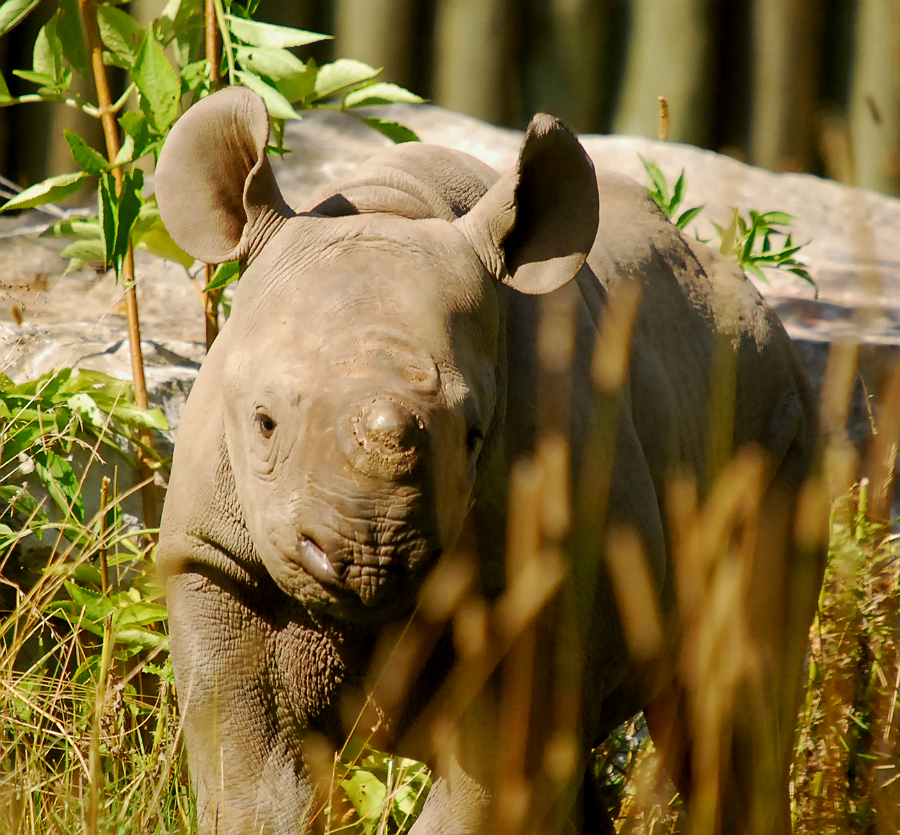 BABY BLACK RHINO