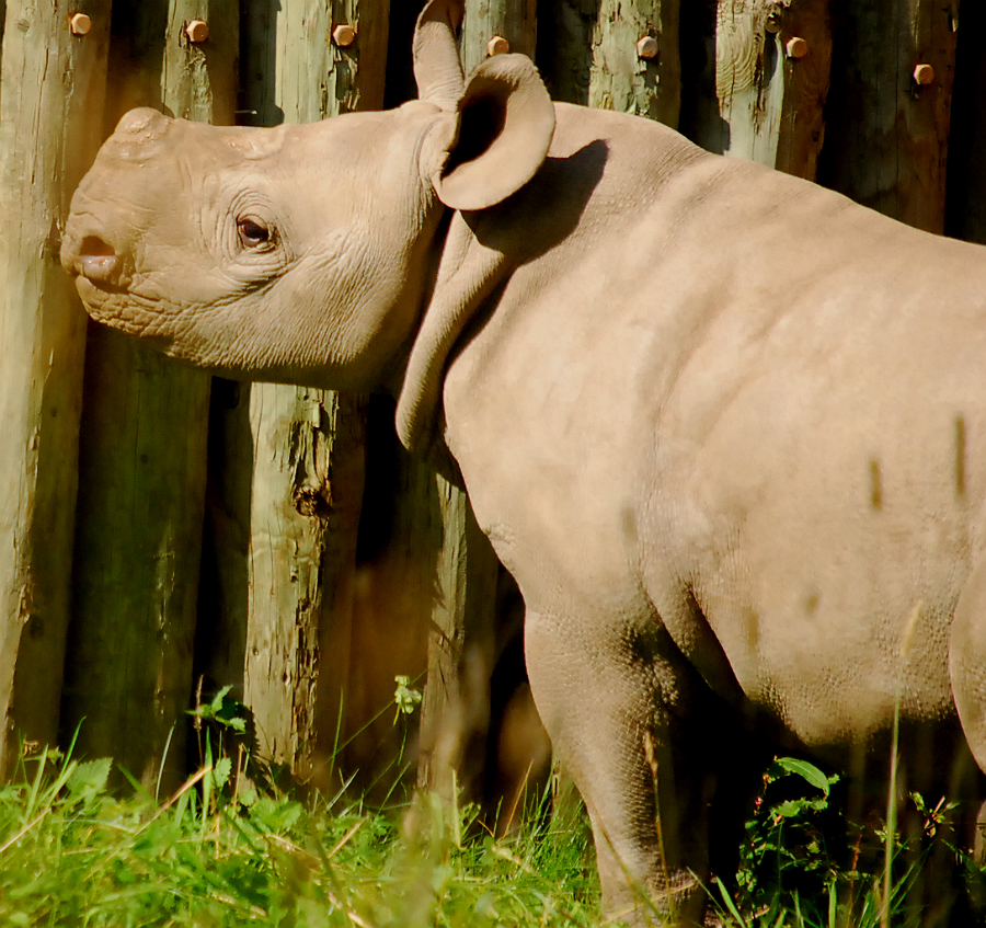 BABY BLACK RHINO