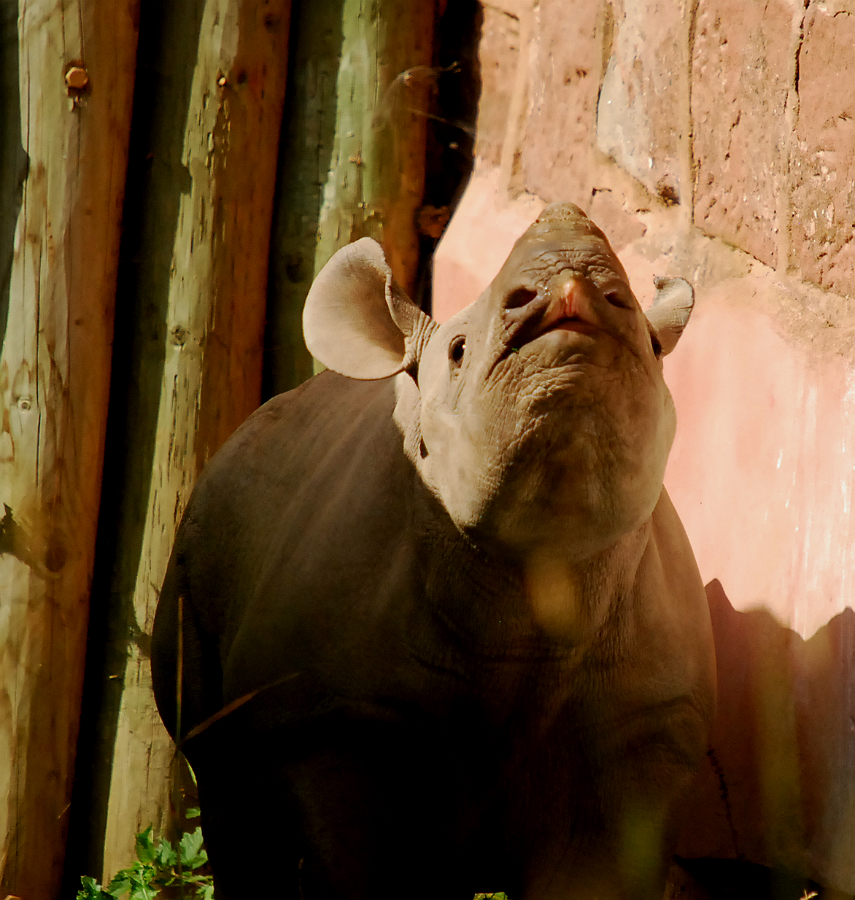 BABY BLACK RHINO