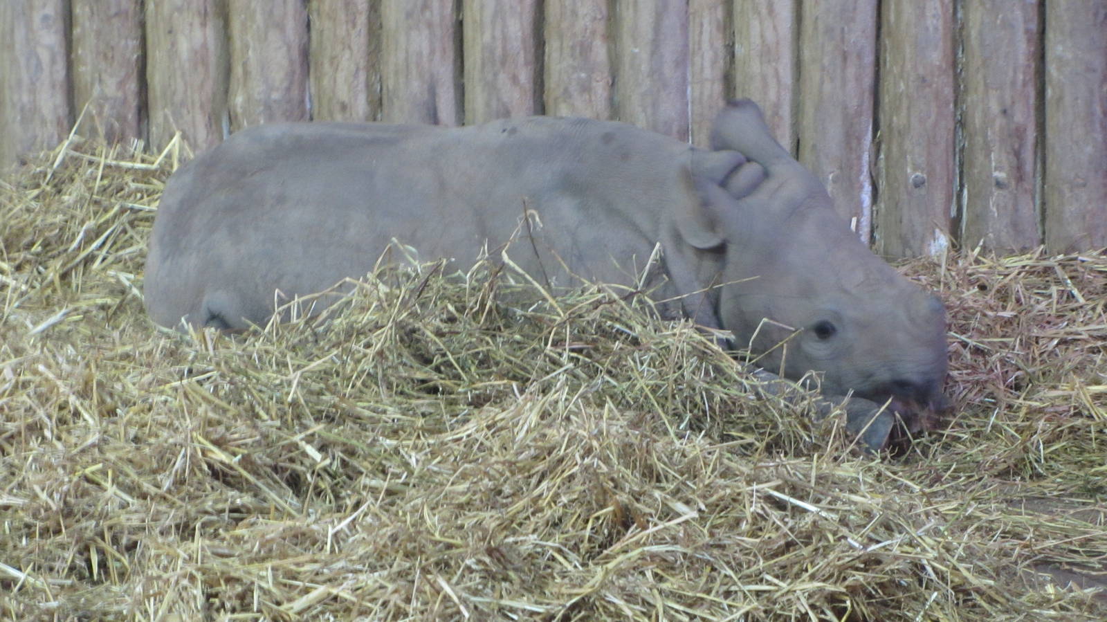Baby Black Rhino