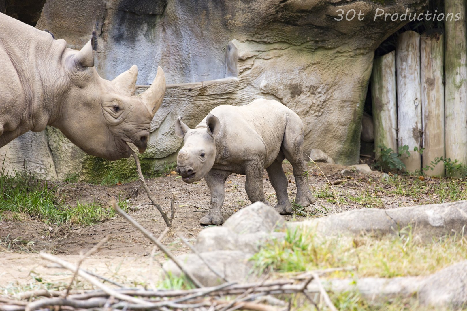 Baby black rhino