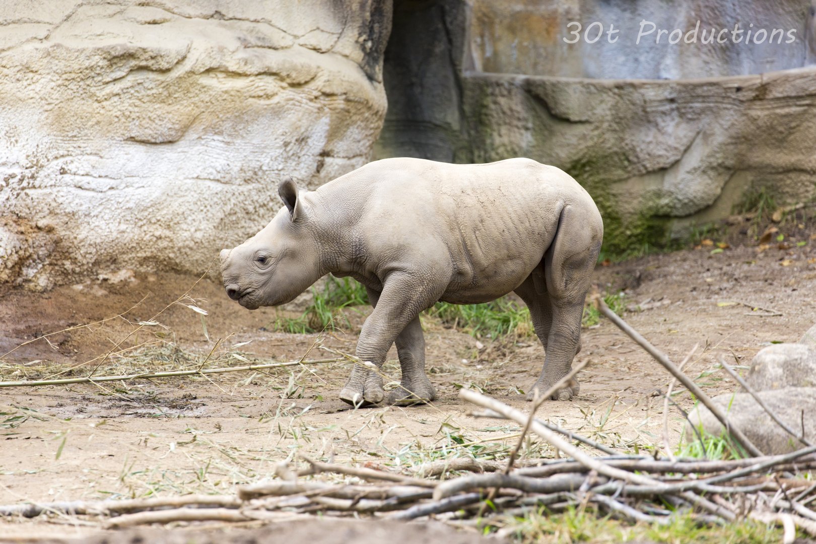 Baby black rhino