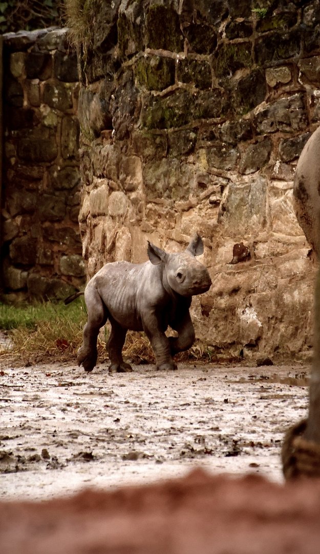Baby Black Rhino