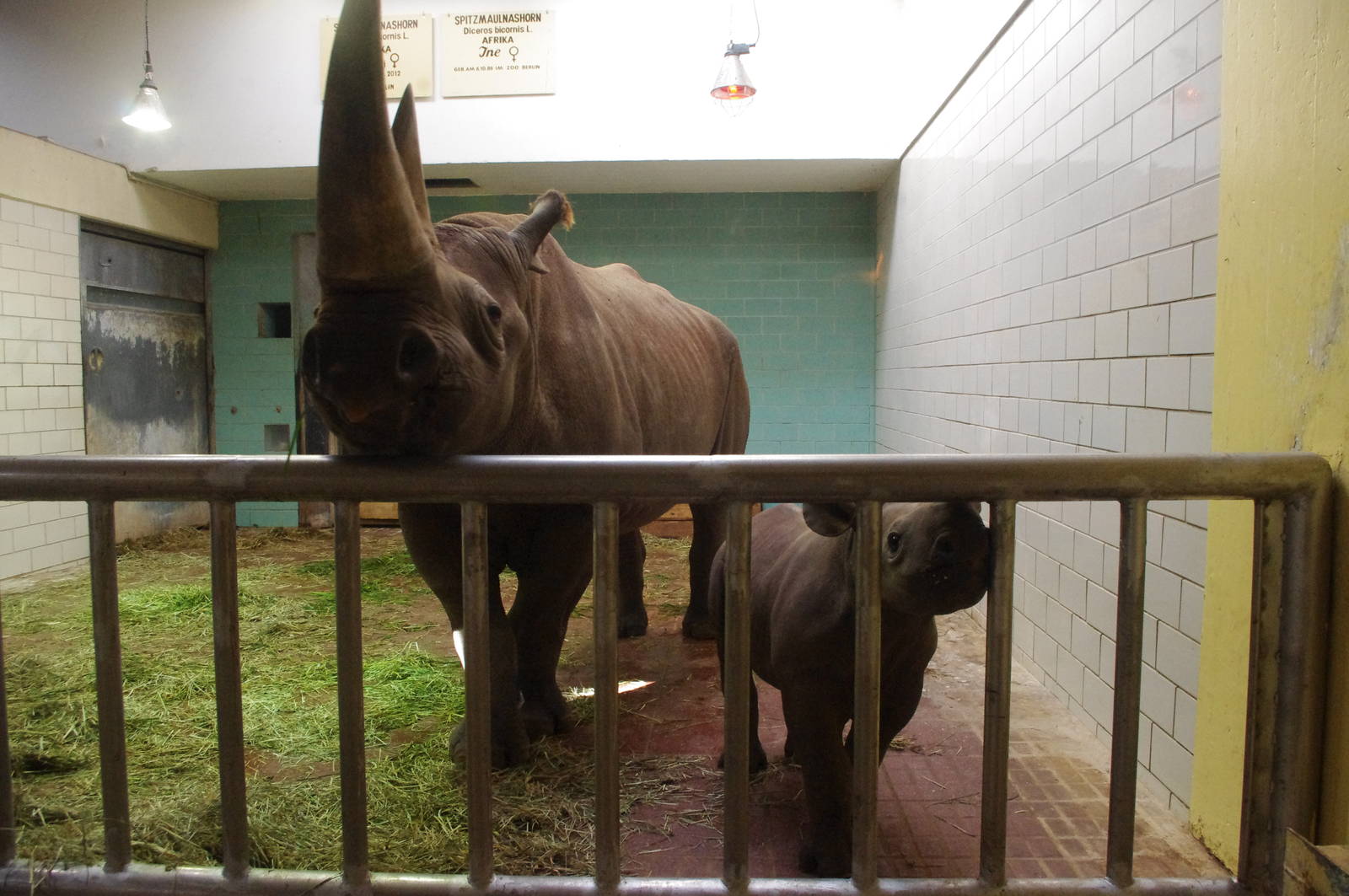 Baby black rhinoceros