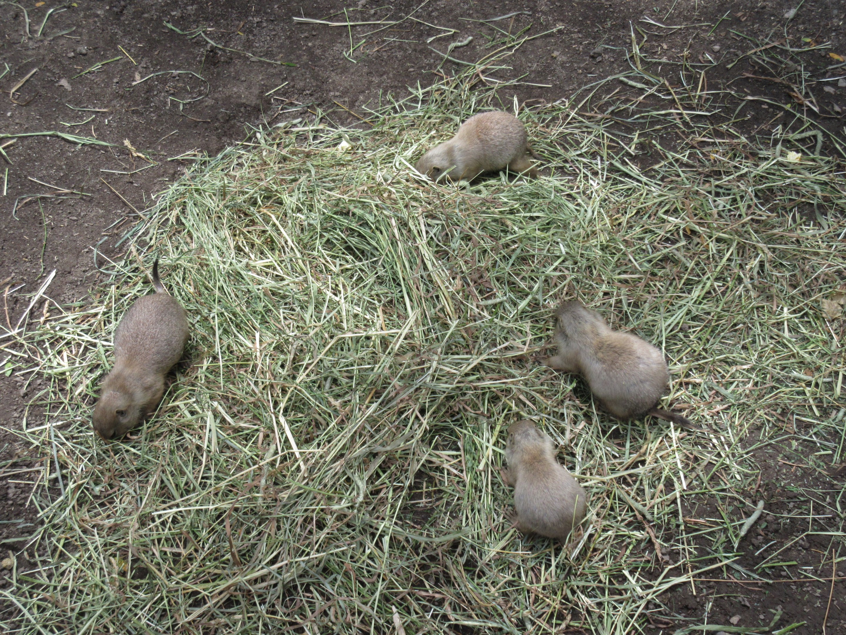 Baby Black-tailed Prairie Dogs