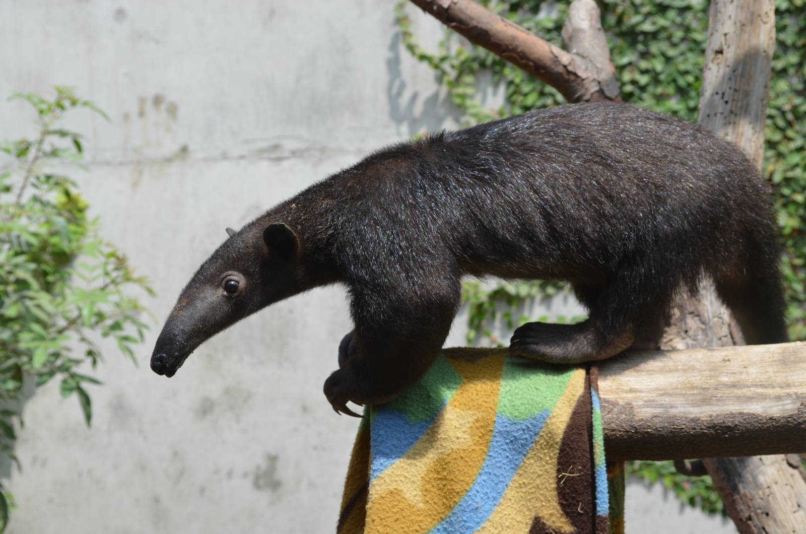 Baby black tamandua
