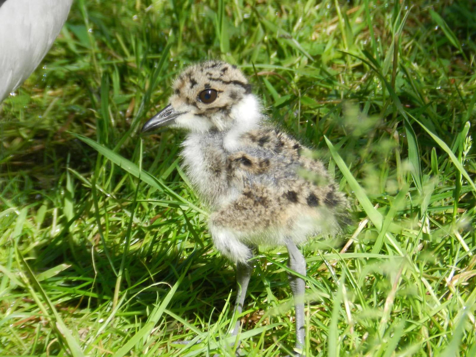 Baby Blacksmith Lapwing